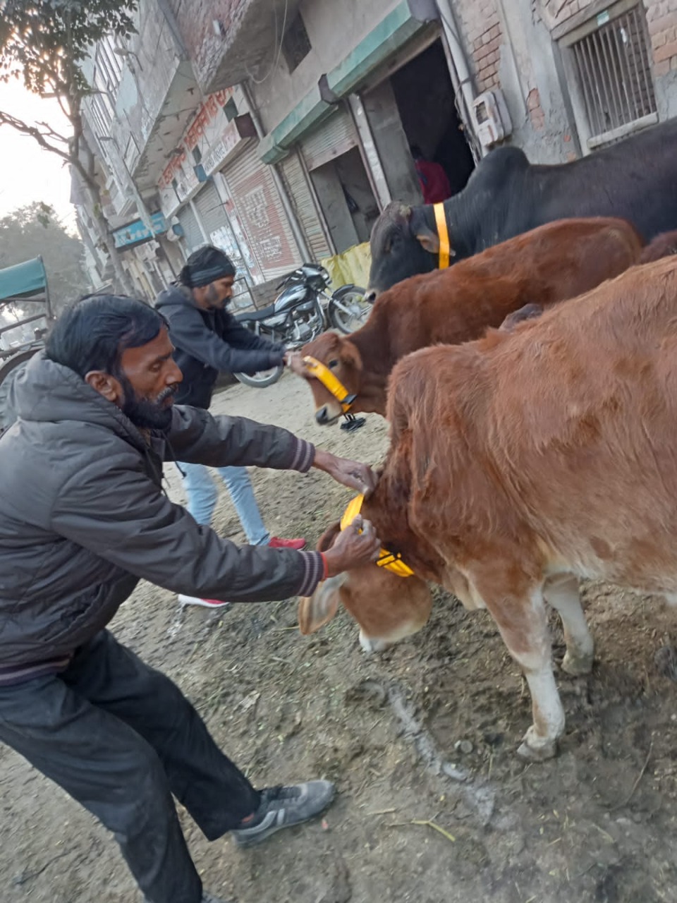 ਨਗਰ ਕੌਂਸਲ ਫਾਜਿ਼ਲਕਾ ਤੇ ਪੁਲਿਸ ਨੇ ਬੇਸਹਾਰਾ ਜਾਨਵਰਾਂ ਨੂੰ ਪਾਇਆਂ ਰੇਡੀਅਮ ਬੈਲਟਾਂ