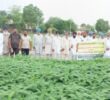 ਪੀ.ਏ.ਯੂ.-ਕ੍ਰਿਸ਼ੀ ਵਿਗਿਆਨ ਕੇਂਦਰ ਫ਼ਿਰੋਜ਼ਪੁਰ ਵੱਲੋਂ ਹਰੀ ਖਾਦ ਵਾਲੀਆਂ ਫ਼ਸਲਾਂ ਤੇ ਖੇਤ ਦਿਵਸ ਲਗਾਇਆ ਗਿਆ