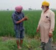 ਬਿਨਾਂ ਮਾਹਿਰਾਂ ਦੀ ਸਲਾਹ ਦੇ ਕੀਟਨਾਸ਼ਕਾਂ ਦੀ ਵਰਤੋਂ ਨਾ ਕੀਤੀ ਜਾਵੇ – ਡਾ. ਗੁਰਮੇਲ ਸਿੰਘ