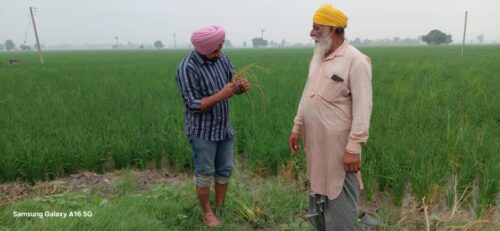 ਬਿਨਾਂ ਮਾਹਿਰਾਂ ਦੀ ਸਲਾਹ ਦੇ ਕੀਟਨਾਸ਼ਕਾਂ ਦੀ ਵਰਤੋਂ ਨਾ ਕੀਤੀ ਜਾਵੇ – ਡਾ. ਗੁਰਮੇਲ ਸਿੰਘ