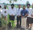 Tree Man Prof. कुलजीत सिंह और उनकी KGS Team Foundation एवं SBI की संयुक्त पहल से फिरोजपुर शहर में हरियाली का विस्तार